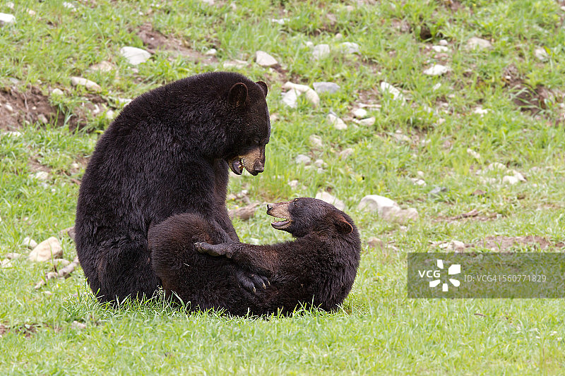 嬉戏的黑熊图片素材