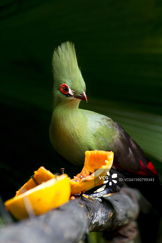 几内亚蕉鹃图片素材