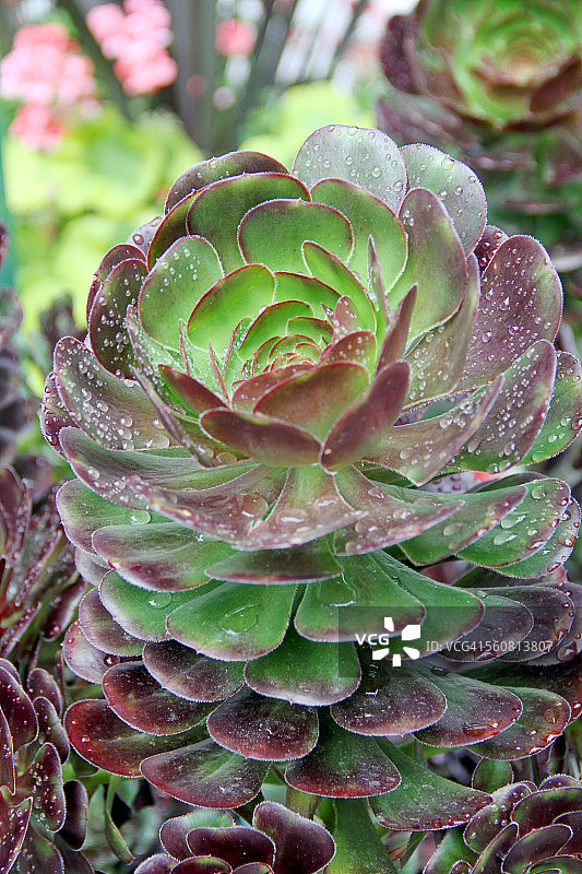 多肉植物：观音莲图片素材