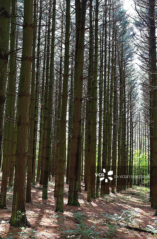 古老的东方白松图片素材