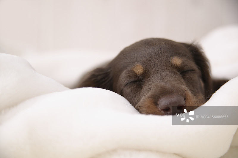 迷你腊肠犬睡着了图片素材