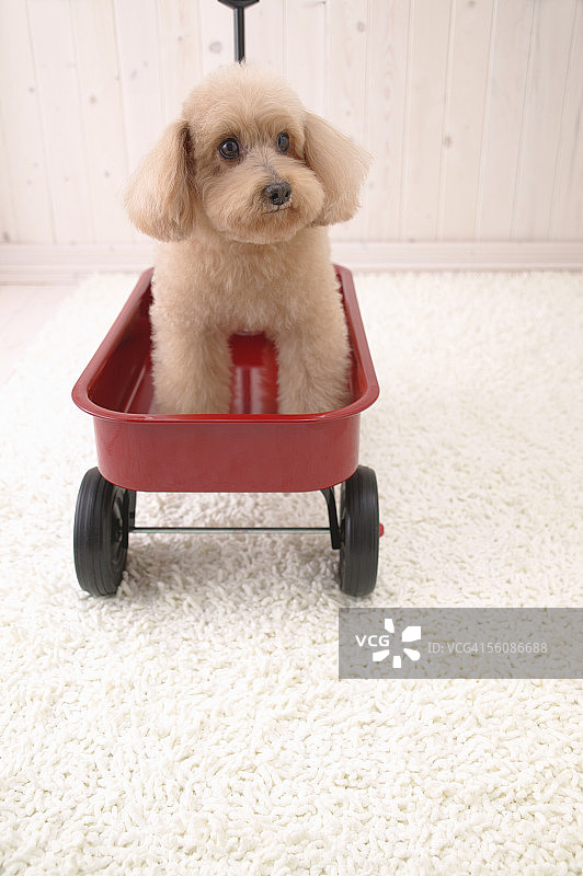 手推车里的玩具贵宾犬图片素材