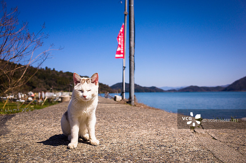 坐在长长小路上的猫图片素材