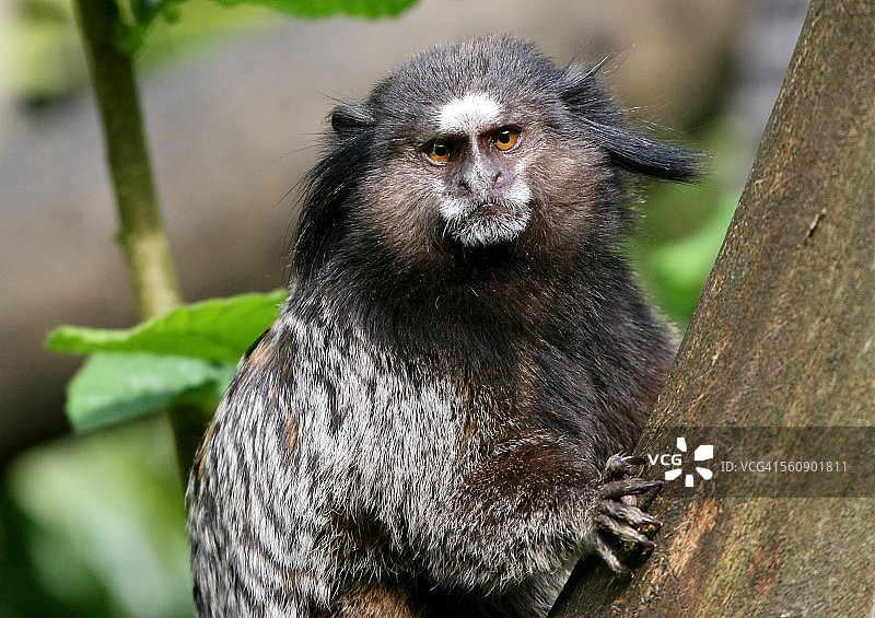 黑簇耳狨猴图片素材