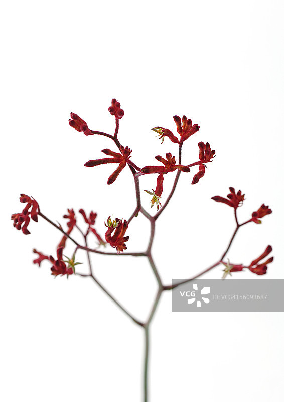 袋鼠爪图片素材