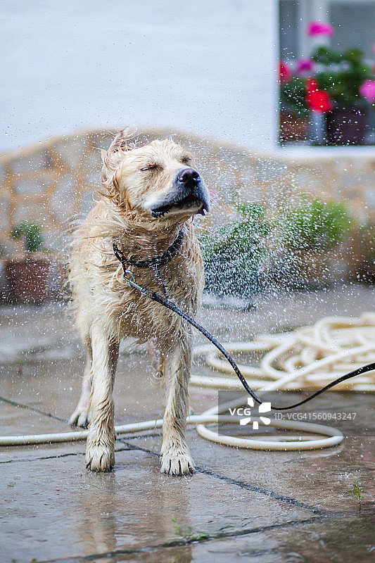 湿狗甩掉身上的水图片素材
