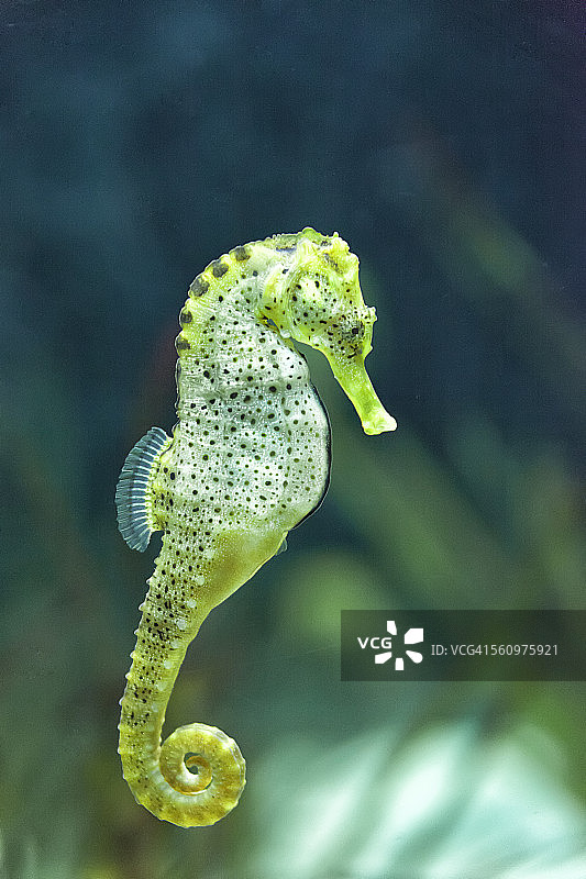 优雅的海马图片素材