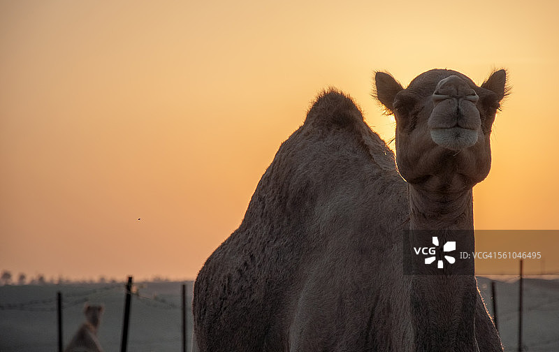 日落时分沙漠中的骆驼图片素材