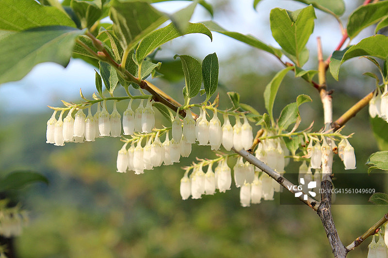 卫矛的白色花朵图片素材