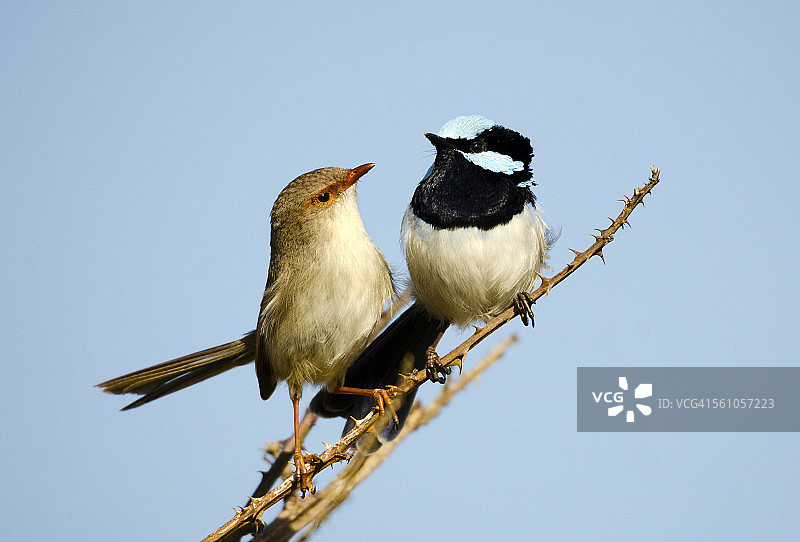 小鹪鹩鸟（雄性和雌性）图片素材