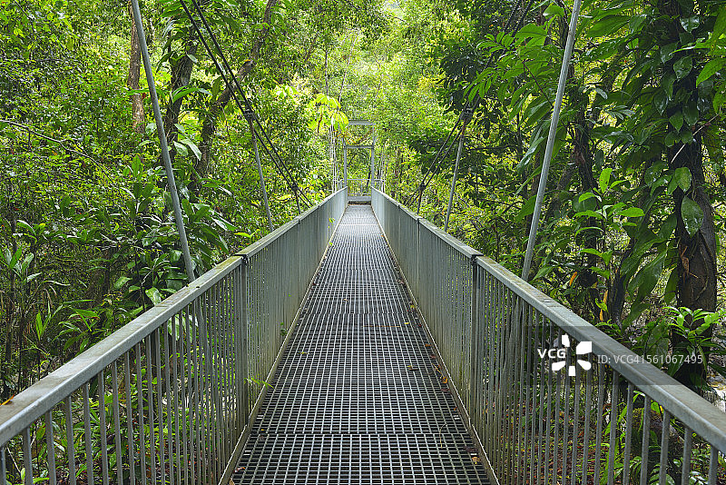 热带雨林吊桥图片素材