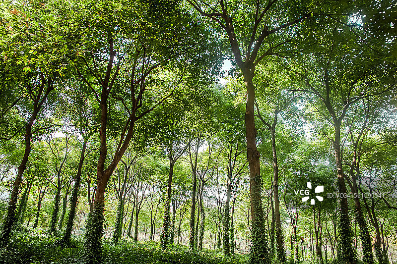 绿色的森林图片素材