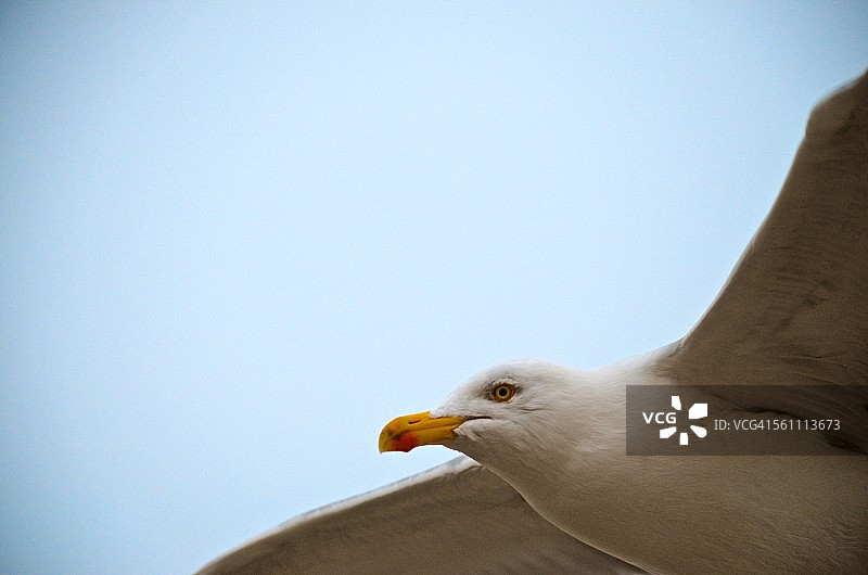 欧洲银鸥图片素材