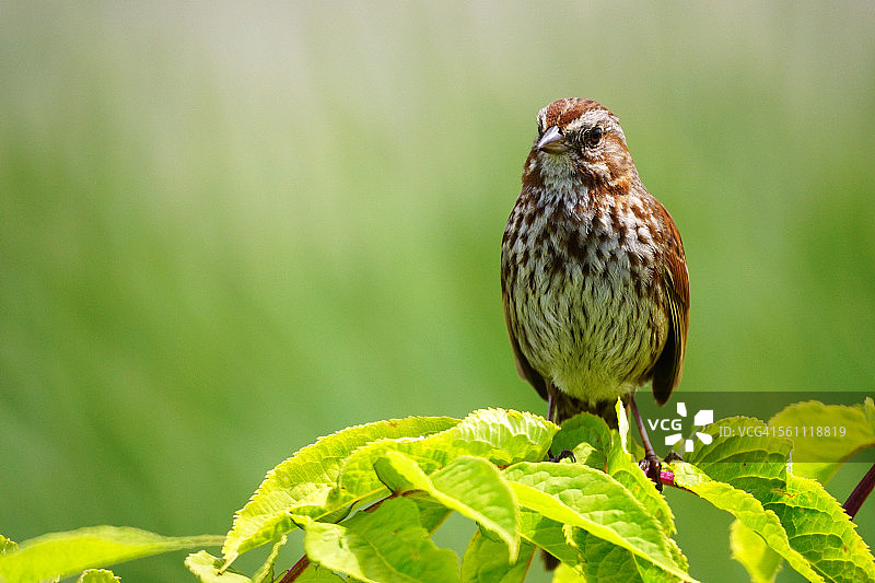 享受初夏的新绿图片素材