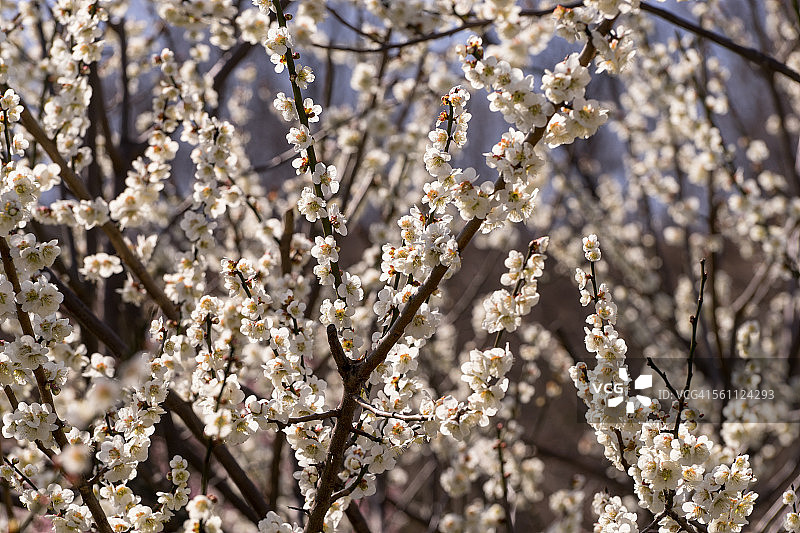 日本杏花图片素材