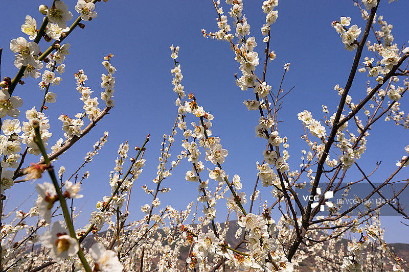 日本杏花图片素材