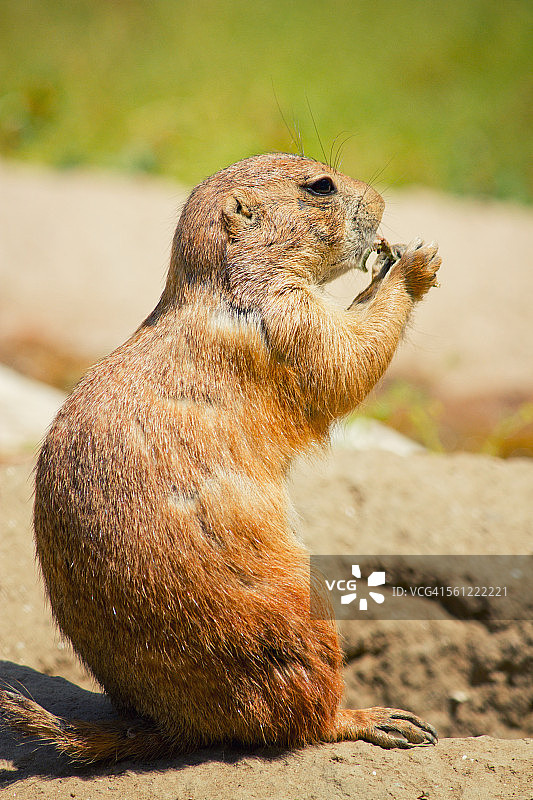 洞穴里的土拨鼠图片素材