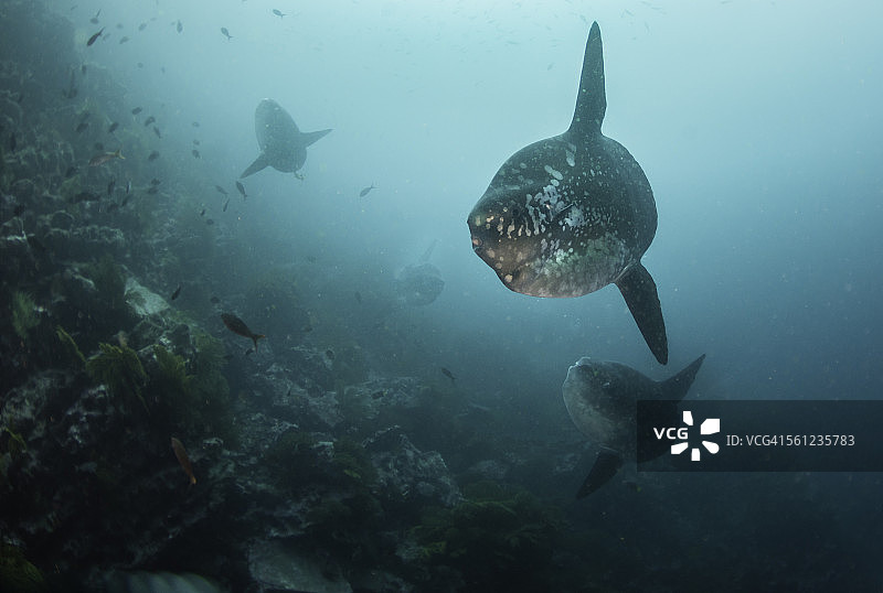 四条太阳鱼图片素材