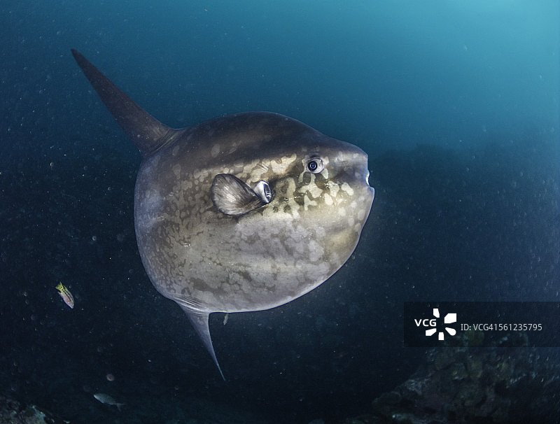 翻车鱼细节图片素材