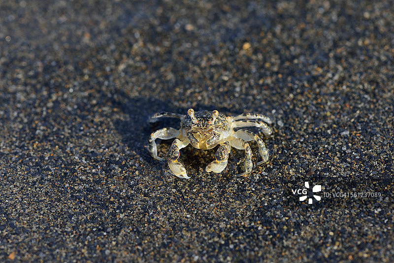 小股蟹科动物图片素材