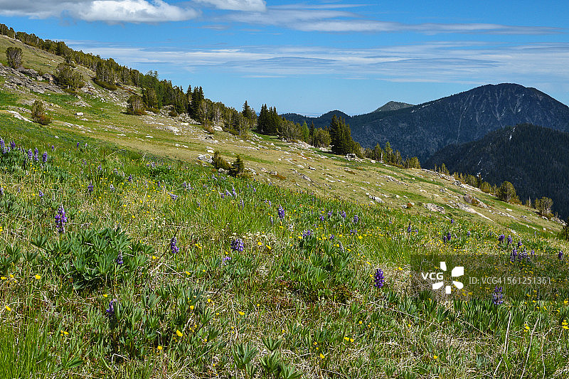 梅chant盆地的野花图片素材