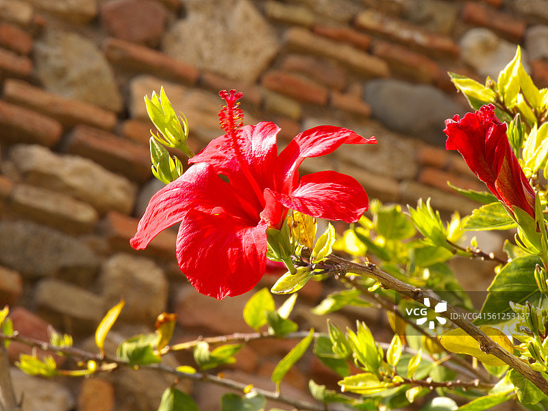 阿尔卡萨瓦木槿花图片素材