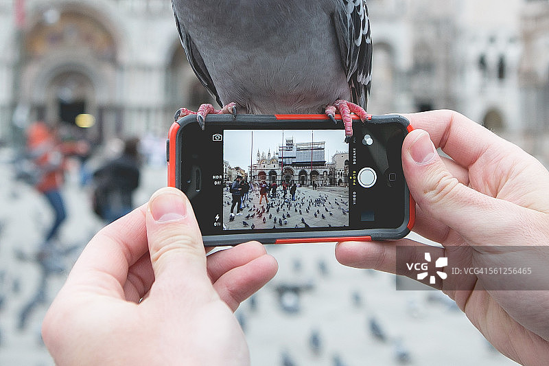 鸽子抢镜图片素材