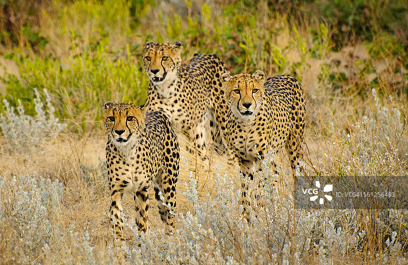 纳米比亚奥吉托通圭的猎豹图片素材