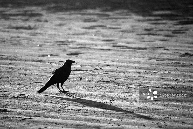 乌鸦的阴暗照片图片素材