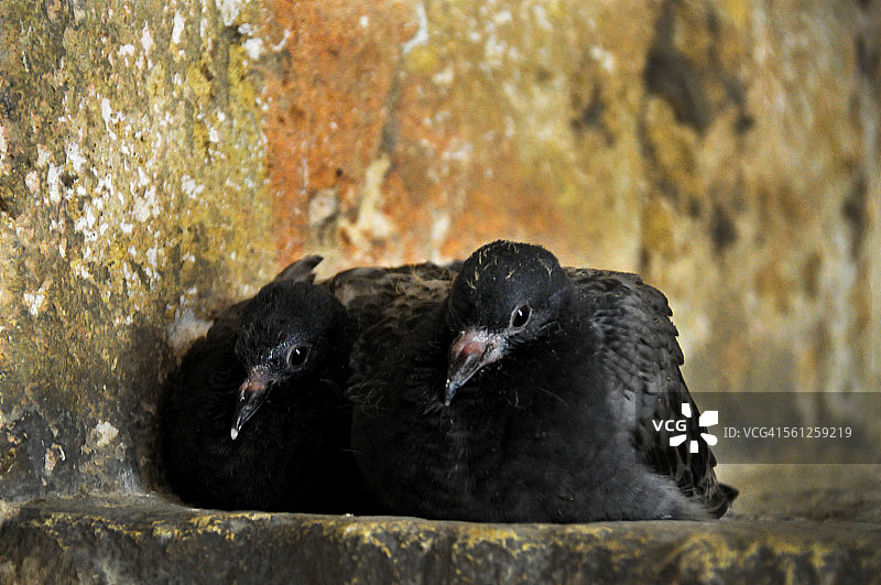 一对小雏鸽图片素材