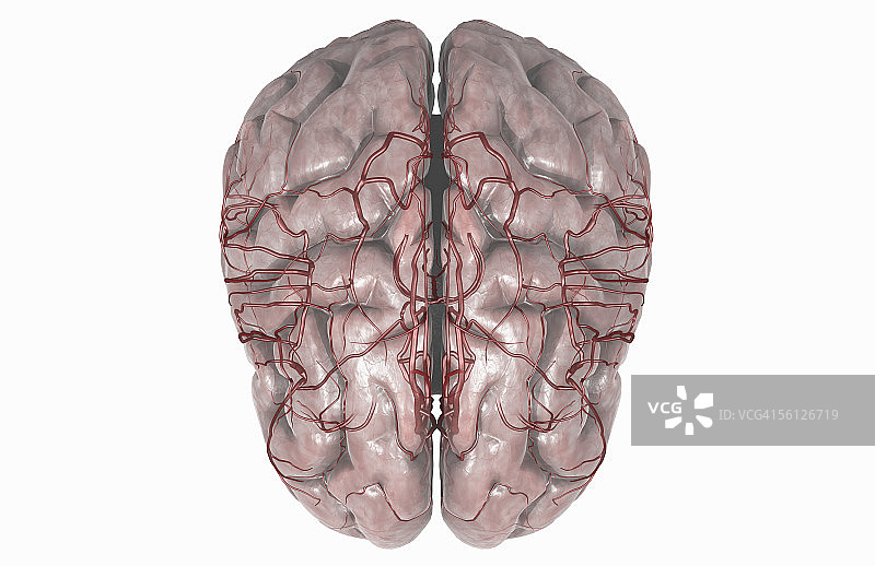 透明大脑及可见动脉的俯视图图片素材