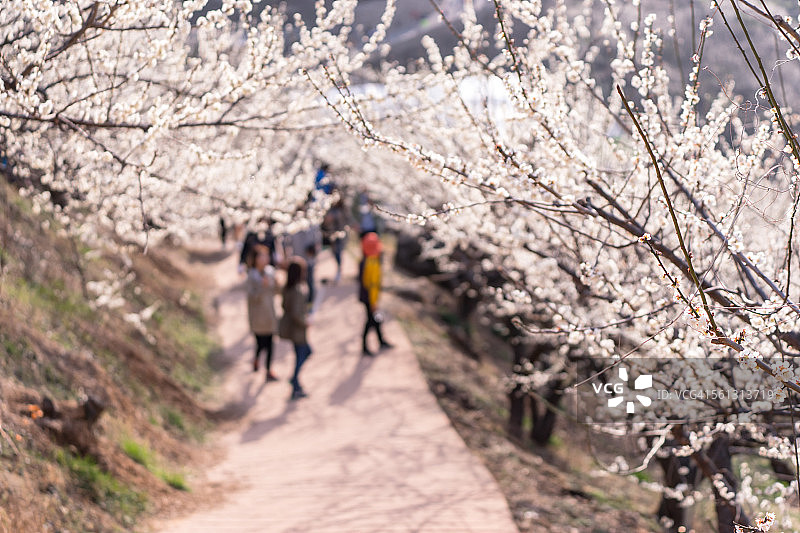 日本杏花与人物图片素材