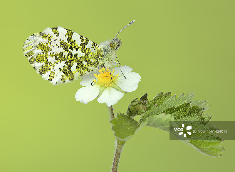 野生草莓花上的蝴蝶图片素材