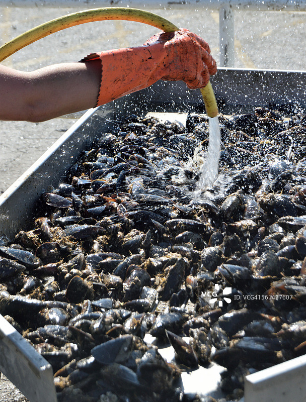 在维拉霍安港卸贻贝图片素材