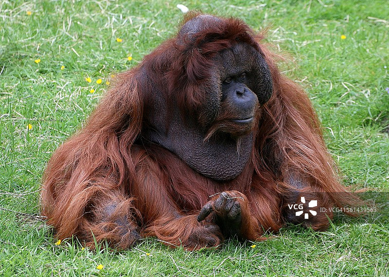 雄性婆罗洲猩猩图片素材