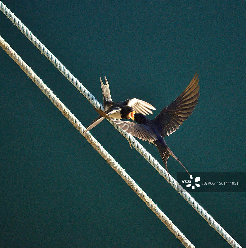 燕子喂食幼鸟图片素材