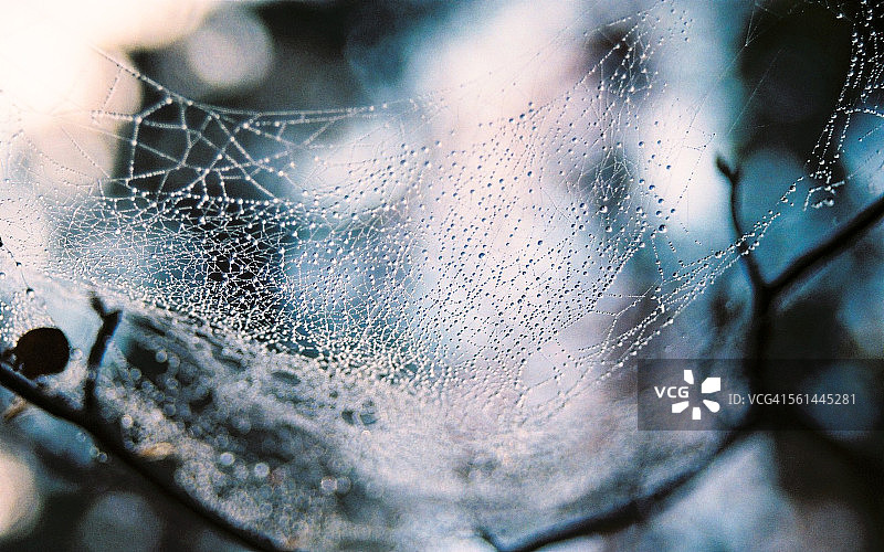 雨后森林中的蜘蛛网图片素材