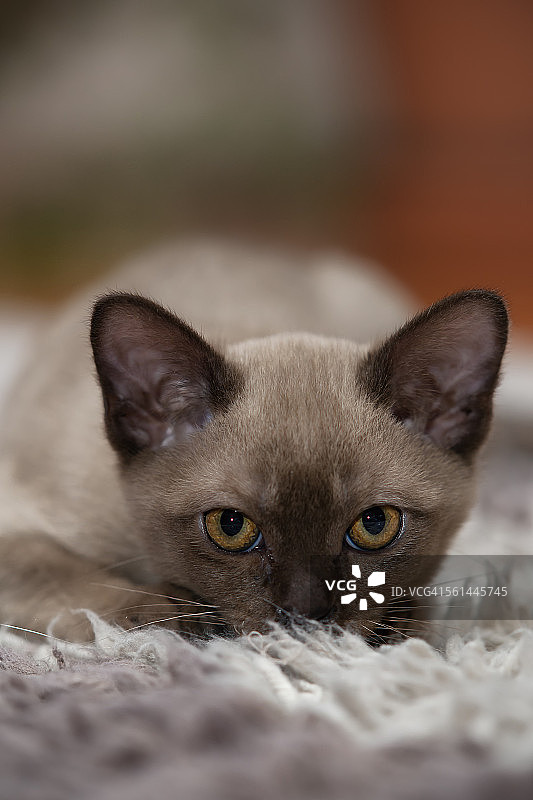 准备好猛扑图片素材