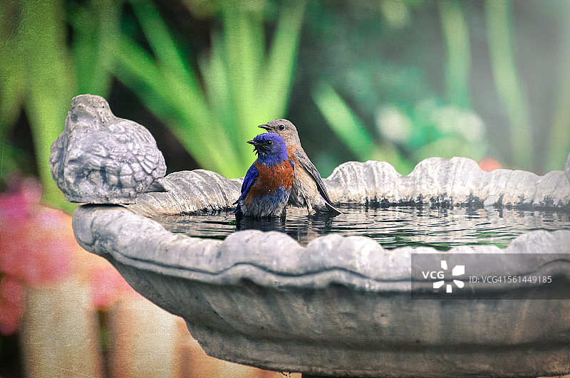 沐浴的雌雄西方蓝知更鸟图片素材