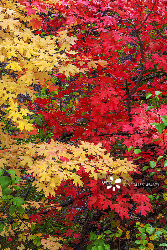 犹他州的槭树图片素材