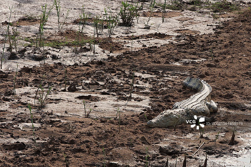 尼罗鳄图片素材