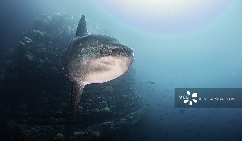 墙边的翻车鱼图片素材