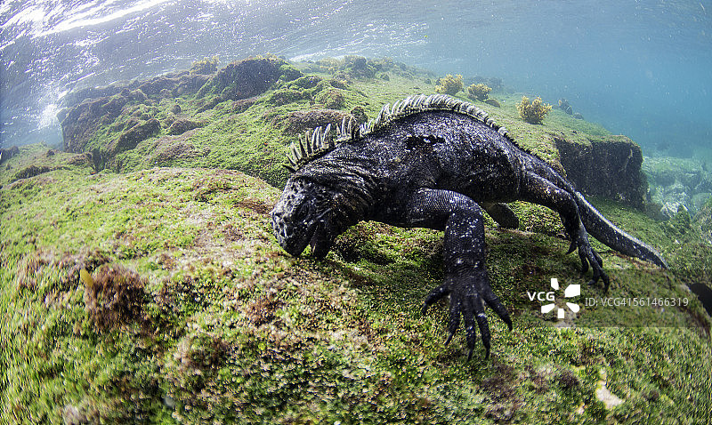 以藻类为食图片素材