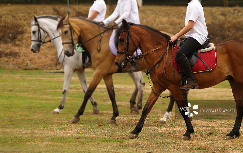 马术表演图片素材
