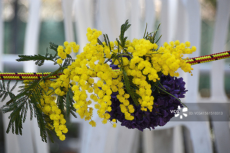 含羞草花束图片素材