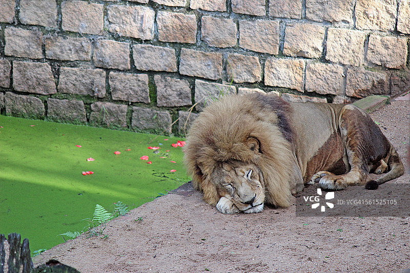 小猫的睡眠图片素材