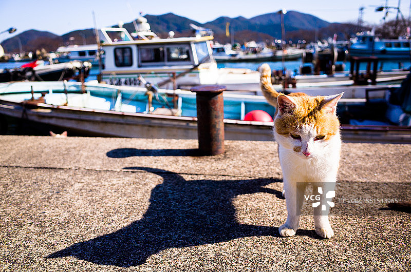 生活在港口的猫咪图片素材