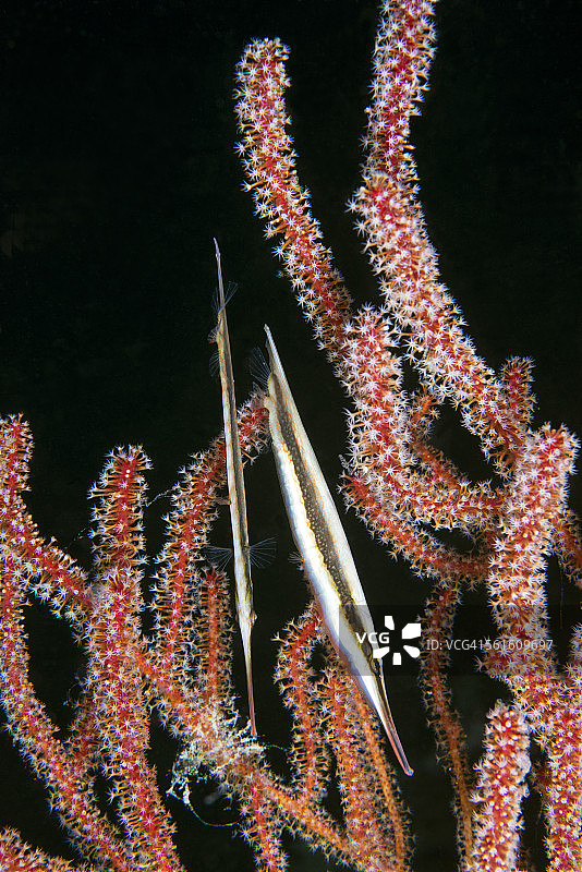 隐藏在海扇中的剃刀鱼图片素材