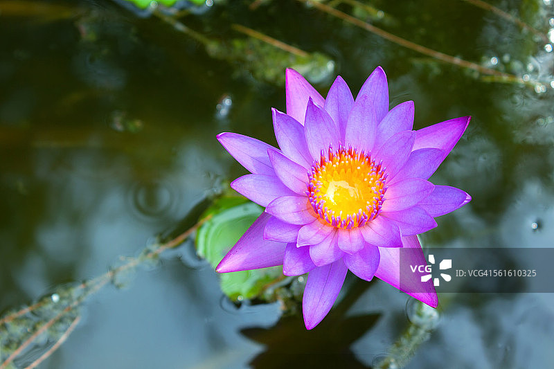 紫色睡莲图片素材