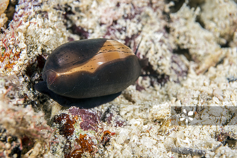 夜晚的宝贝贝壳图片素材